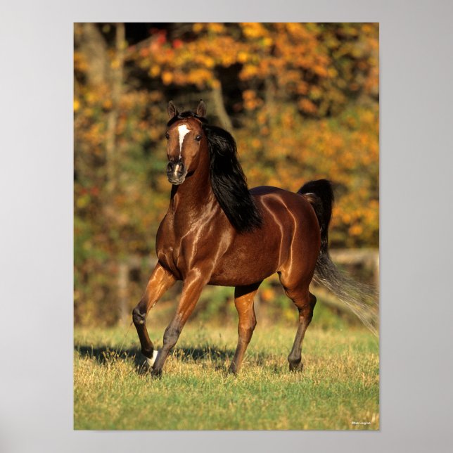 Bob Langrish | Arabisk automatisk bakgrund i Bay Poster (Framsidan)