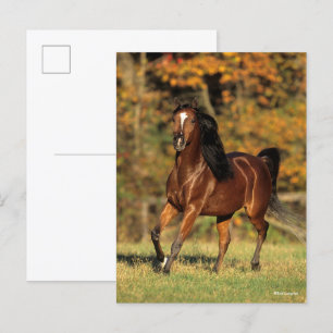 Bob Langrish   Arabisk automatisk bakgrund i Bay Vykort