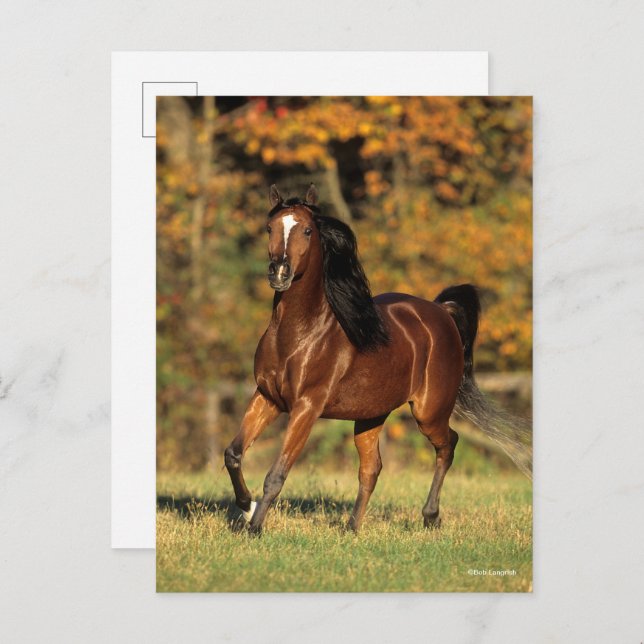 Bob Langrish | Arabisk automatisk bakgrund i Bay Vykort (Fram/baksida)