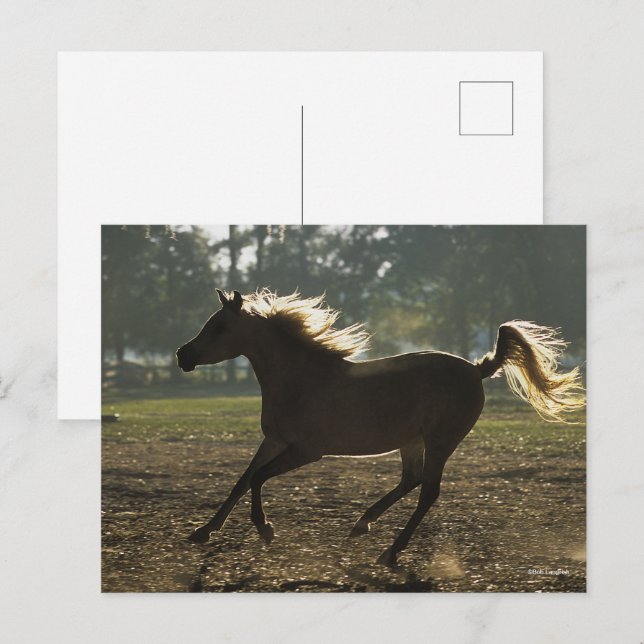 Bob Langrish | Arabisk bakgrundsbelysning Vykort (Fram/baksida)