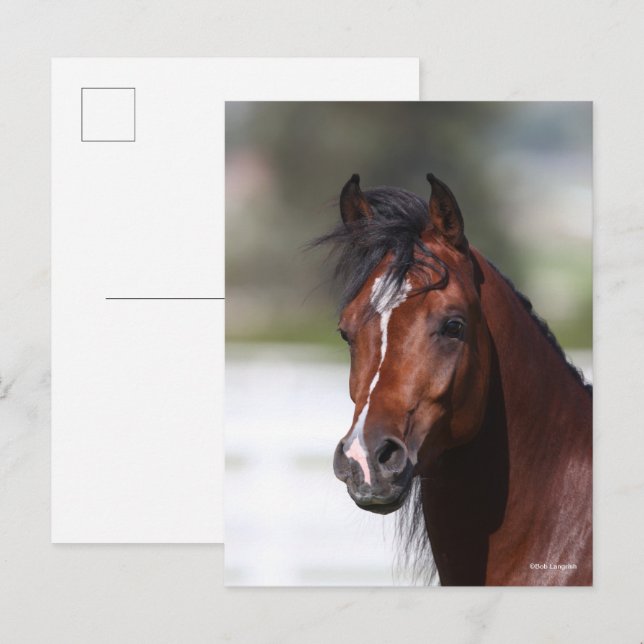 Bob Langrish | Arabisk färgöverstrykning i Bay Vykort (Fram/baksida)