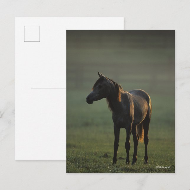 Bob Langrish | Arabisk härkomst i konstgjord upply Vykort (Fram/baksida)