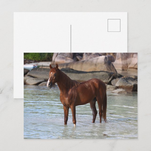 Bob Langrish | Arabisk hingst i Vatten Vykort (Fram/baksida)