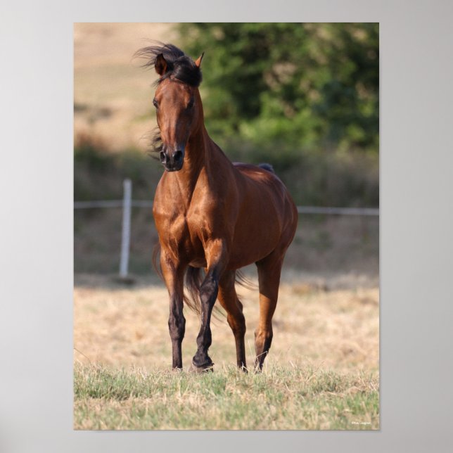 Bob Langrish | Arabisk permanent Mane Blowing i Ba Poster (Framsidan)