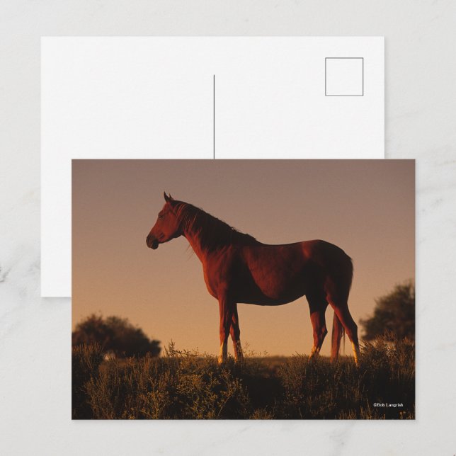 Bob Langrish | Arabisk solnedgång Vykort (Fram/baksida)