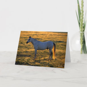 Bob Langrish   Arabisk, stående bakgrundsbelyst Kort