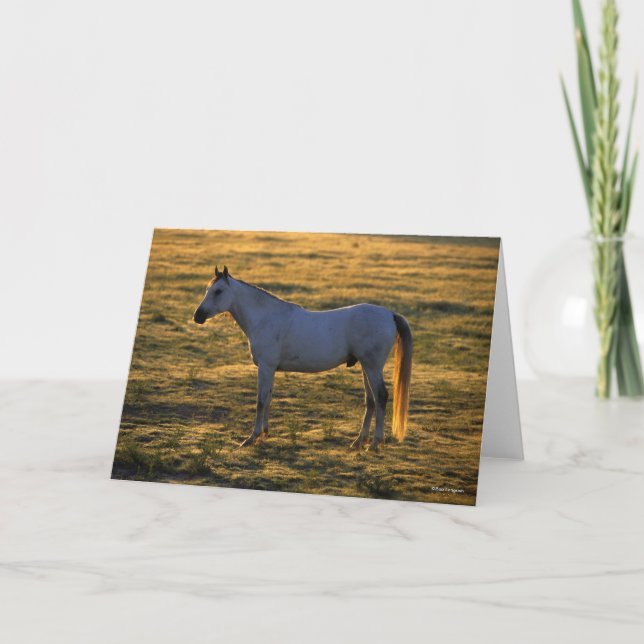 Bob Langrish | Arabisk, stående bakgrundsbelyst Kort (Framsida)