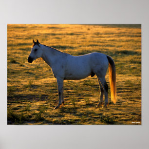 Bob Langrish   Arabisk, stående bakgrundsbelyst Poster