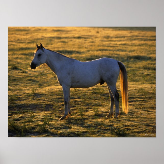 Bob Langrish | Arabisk, stående bakgrundsbelyst Poster (Framsidan)
