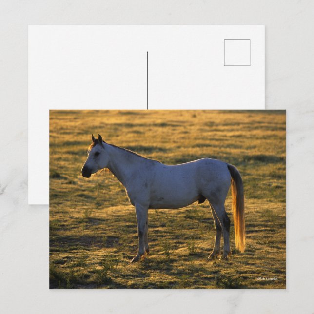 Bob Langrish | Arabisk, stående bakgrundsbelyst Vykort (Fram/baksida)