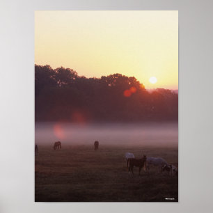Bob Langrish   Arabiska hästar Grasing at Sunrise Poster