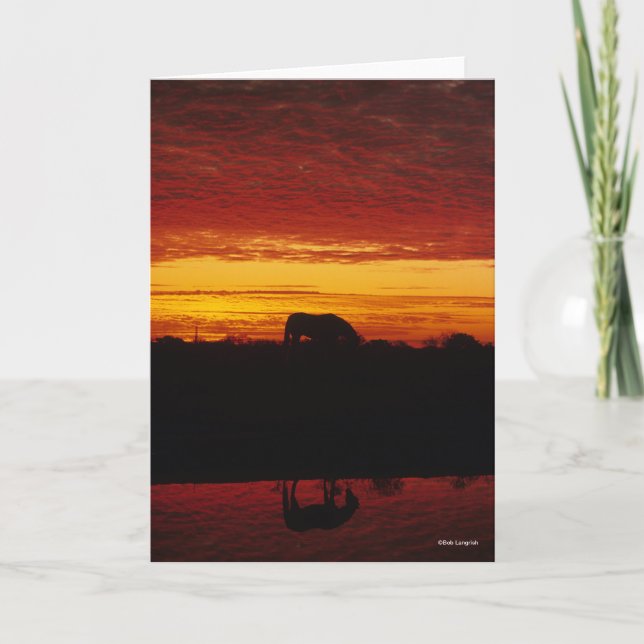 Bob Langrish | Arabiska hästbete vid solnedgång Kort (Framsida)