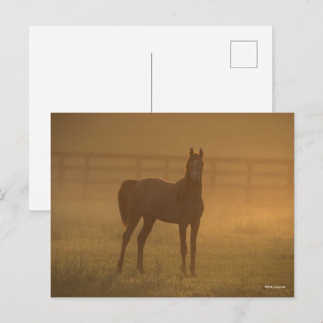 Bob Langrish | Arabiska konstnärer på Mist Vykort (Fram/baksida)