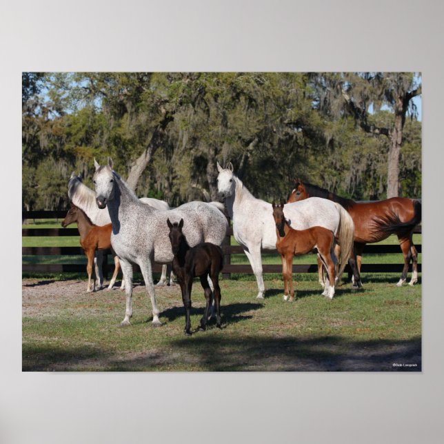 Bob Langrish | Arabiska Mares and Foals Poster (Framsidan)