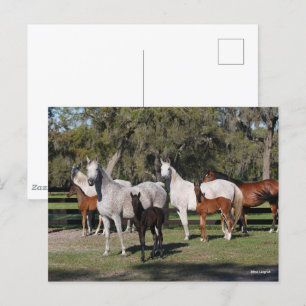 Bob Langrish Arabiska Mares and Foals Vykort