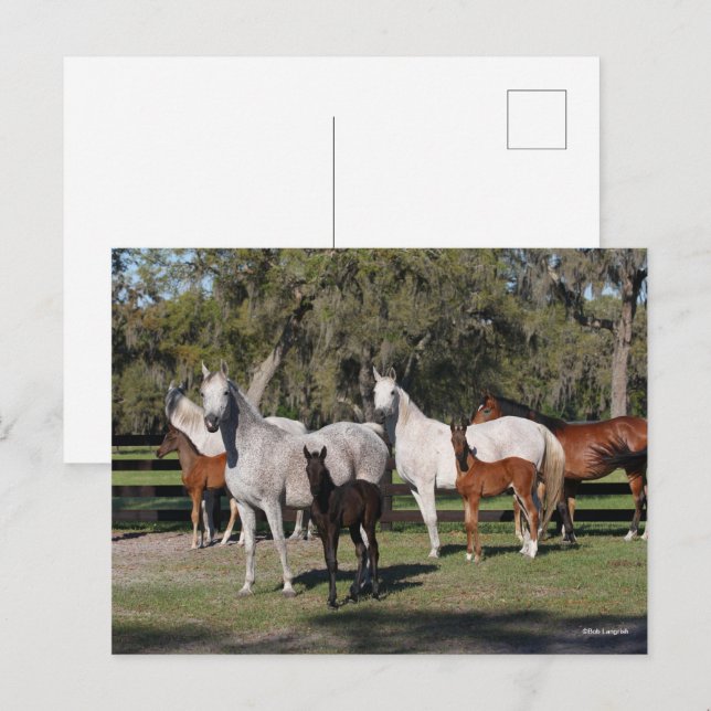 Bob Langrish | Arabiska Mares and Foals Vykort (Fram/baksida)