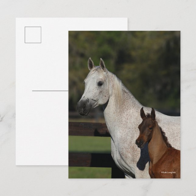 Bob Langrish | Arabmalm och fotnoter Vykort (Fram/baksida)