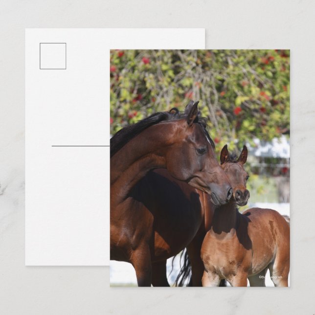 Bob Langrish | Arabmalmer och guld Vykort (Fram/baksida)