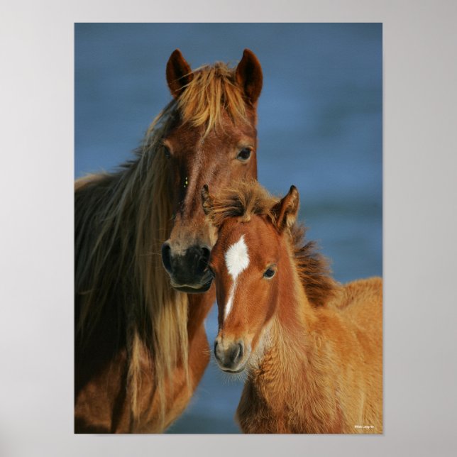 Bob Langrish | Baker Pony Mare and Foal Headshot Poster (Framsidan)