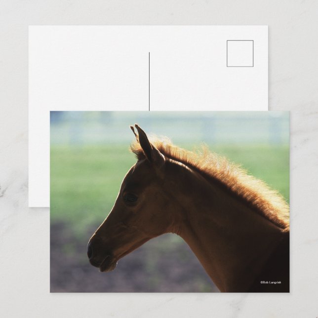 Bob Langrish | Bakgrundsbelyst kastanjefel, arabis Vykort (Fram/baksida)