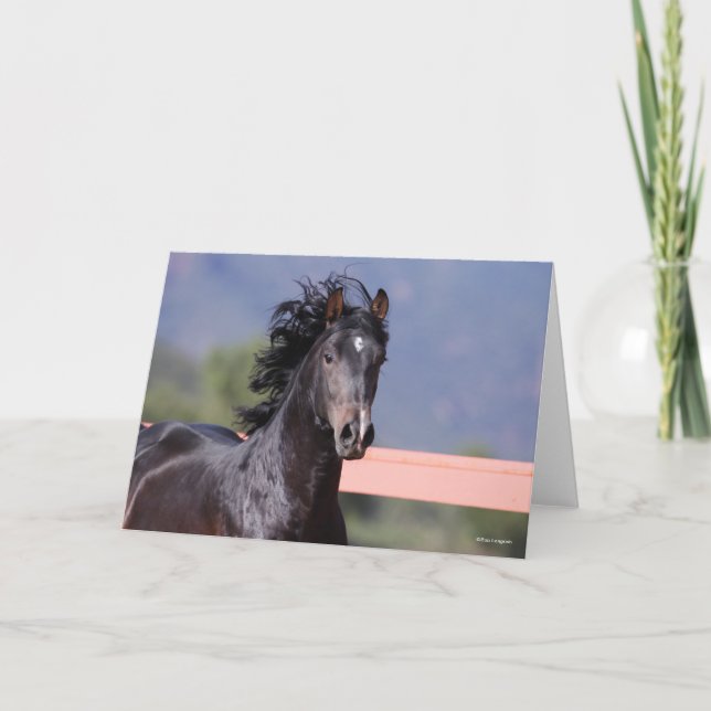 Bob Langrish | Baksäte för Andalusien Kort (Framsida)