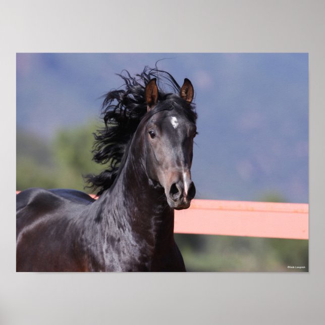 Bob Langrish | Baksäte för Andalusien Poster (Framsidan)