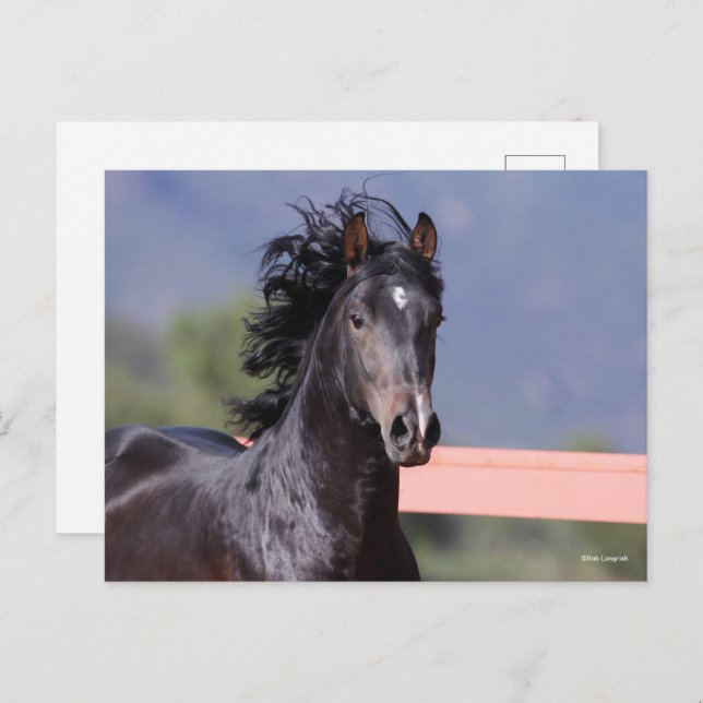 Bob Langrish | Baksäte för Andalusien Vykort (Fram/baksida)