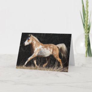 Bob Langrish Bashkir Curly Horse Stallion Walking Kort