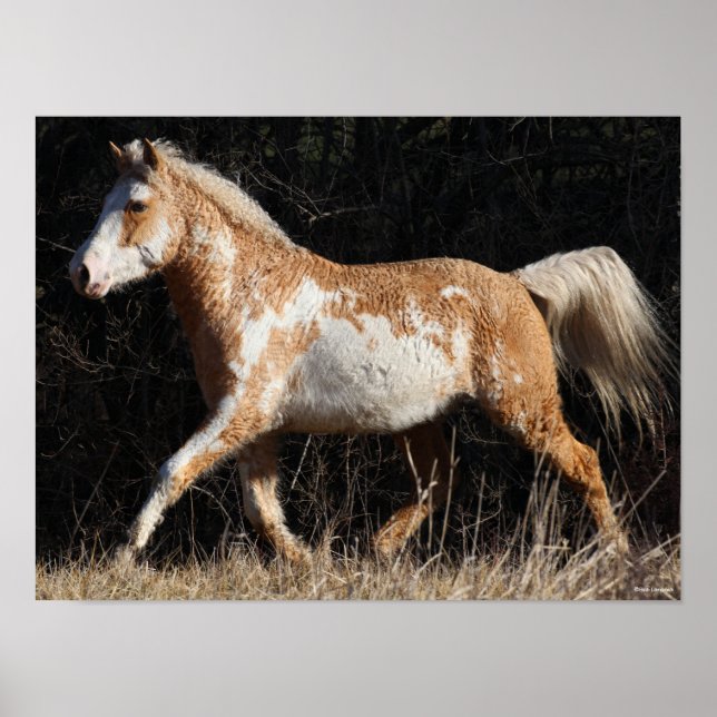 Bob Langrish Bashkir Curly Horse Stallion Walking Poster (Framsidan)
