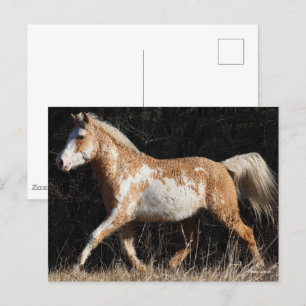 Bob Langrish Bashkir Curly Horse Stallion Walking Vykort