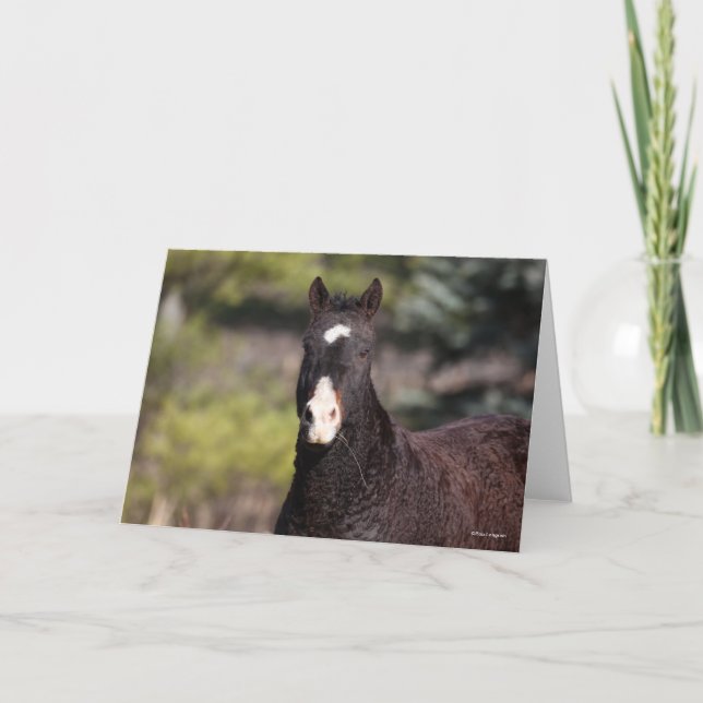 Bob Langrish | Bashkir Curly Mare headshot Kort (Framsida)