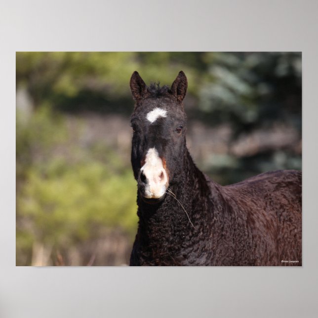 Bob Langrish | Bashkir Curly Mare headshot Poster (Framsidan)