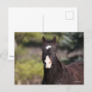 Bob Langrish Bashkir Curly Mare headshot Vykort