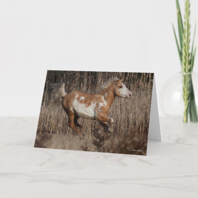 Bob Langrish | Bashkir Curly Stallion Running Kort (Framsida)