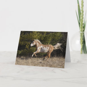 Bob Langrish Bashkir Curly Stallion Running Kort