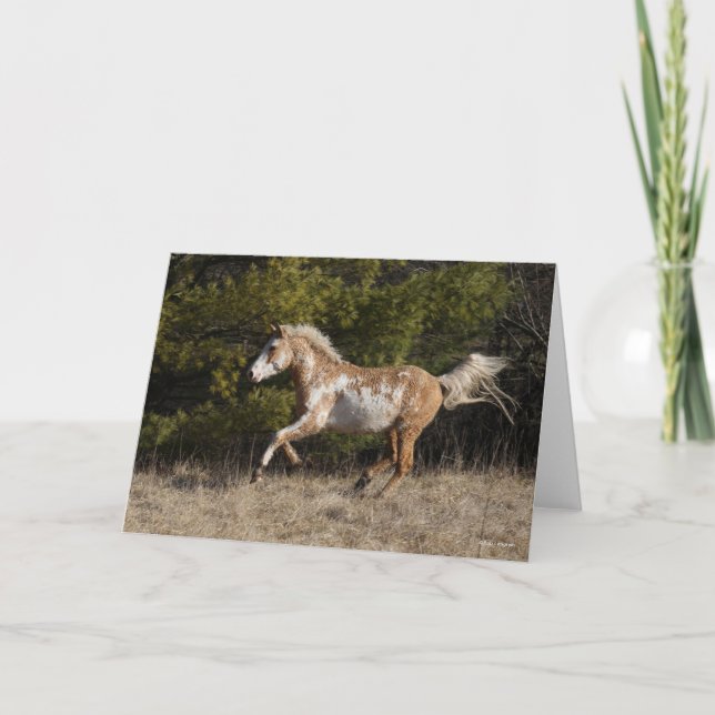 Bob Langrish | Bashkir Curly Stallion Running Kort (Framsida)