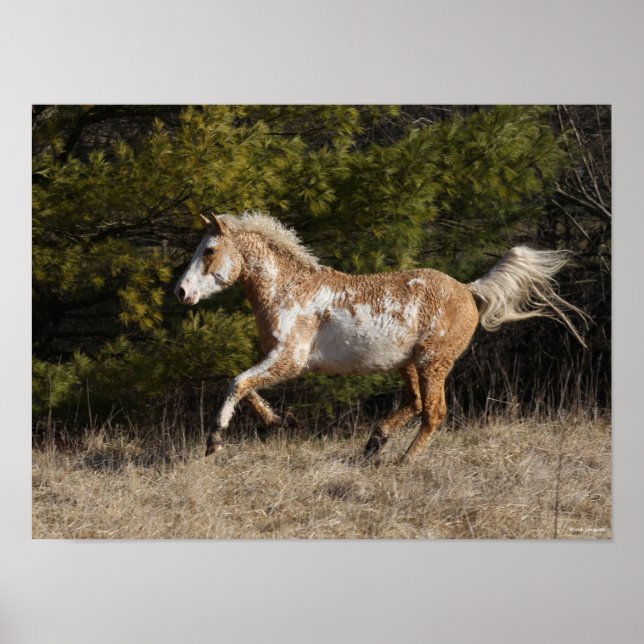 Bob Langrish | Bashkir Curly Stallion Running Poster (Framsidan)