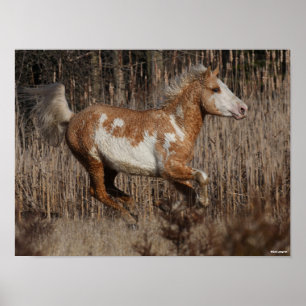 Bob Langrish Bashkir Curly Stallion Running Poster