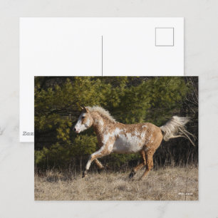 Bob Langrish   Bashkir Curly Stallion Running Vykort