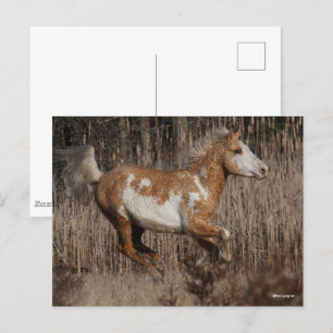 Bob Langrish   Bashkir Curly Stallion Running Vykort