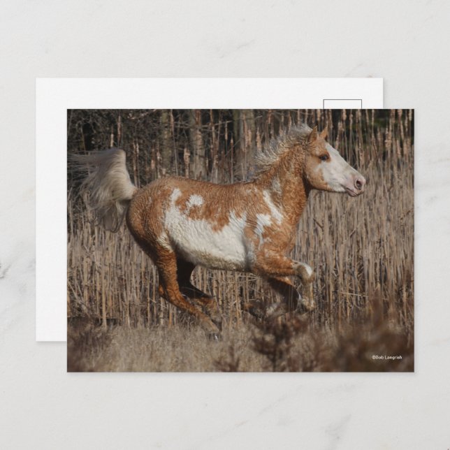 Bob Langrish | Bashkir Curly Stallion Running Vykort (Fram/baksida)