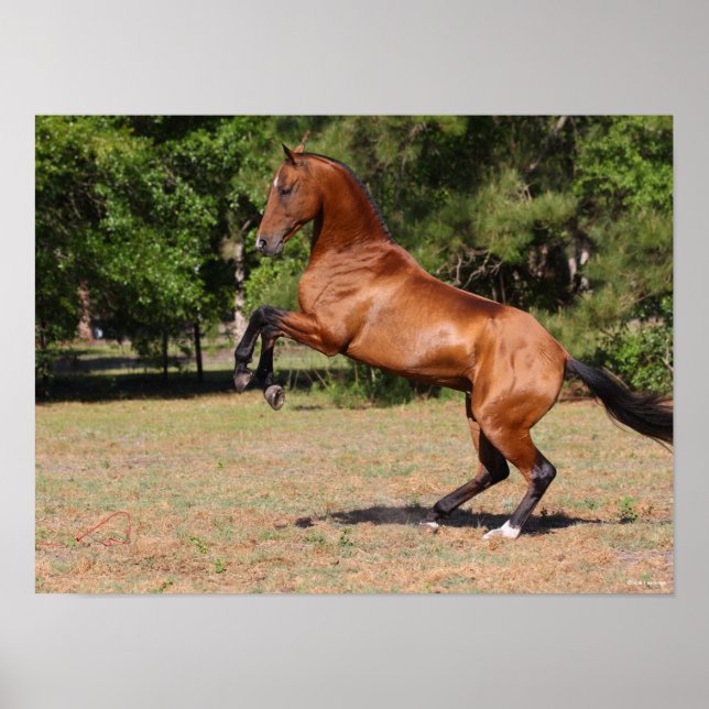 Bob Langrish | Bay Akhal Teke Stallion Rearing Poster (Framsidan)