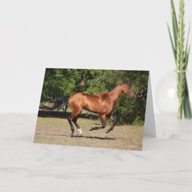 Bob Langrish | Bay Akhal Teke Stallion Running Kort (Framsida)