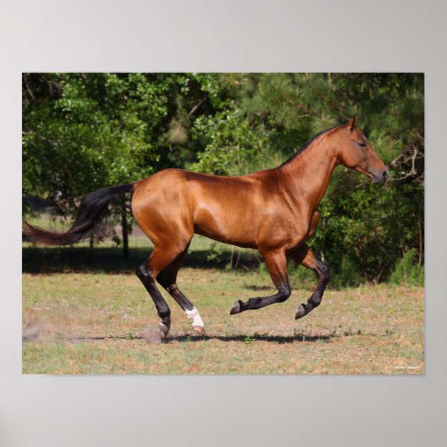 Bob Langrish | Bay Akhal Teke Stallion Running Poster (Framsidan)
