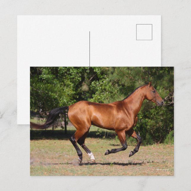 Bob Langrish | Bay Akhal Teke Stallion Running Vykort (Fram/baksida)