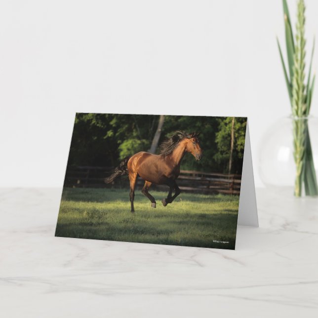 Bob Langrish | Bay Andalucian Horse Running Kort (Framsida)