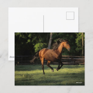 Bob Langrish Bay Andalucian Horse Running Vykort