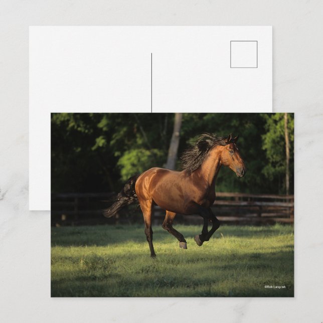 Bob Langrish | Bay Andalucian Horse Running Vykort (Fram/baksida)