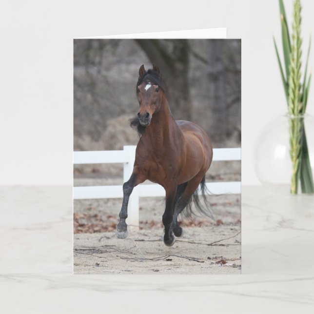 Bob Langrish | Bay Andalucian Stallion Running Kort (Framsida)