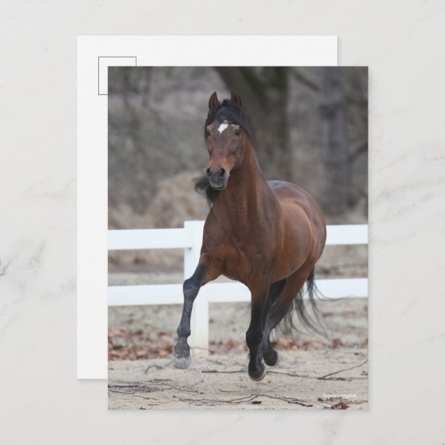 Bob Langrish | Bay Andalucian Stallion Running Vykort (Fram/baksida)